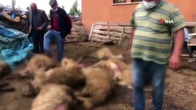 kurt saldirisi -  Aç kalan kurtlar kent merkezinde koyun sürüsüne saldırdı Videosu