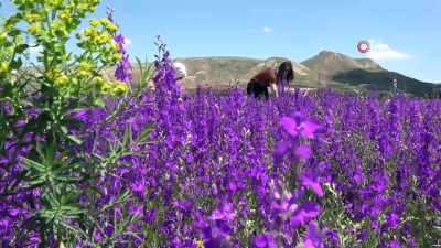 olumsuz -  Mor çiçek tarlaları göz kamaştırıyor Videosu