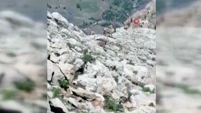 dag kecisi -  Tunceli’de çengel boynuzlu yaban keçi sürüsü görüntülendi Videosu
