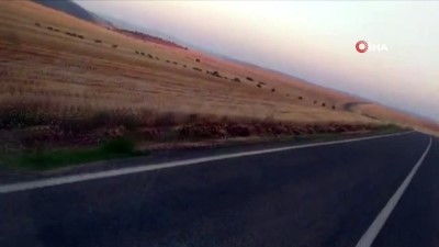 yaban domuzu -  Yol kenarında görüntülenen onlarca domuz şaşkına çevirdi Videosu