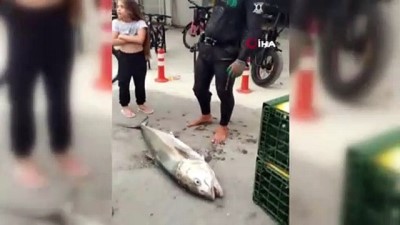 amator -  Zıpkınla 37 kiloluk akya balığı yakaladı Videosu