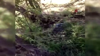 piknik alani -  2 metrelik siyah yılanın, kendi boyundaki gri benekli yılanı yemesi saniye saniye kameraya yansıdı Videosu