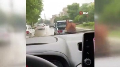  Bursa'da aracın arkasına at bağlayıp çevre yolunda koşturdular