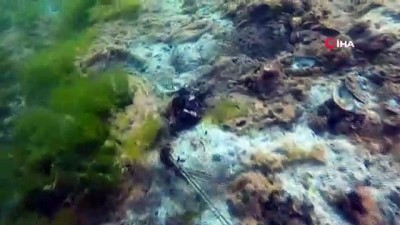 ilginc goruntu -  Çürüyen deniz salyası bu haliyle dehşete düşürdü Videosu