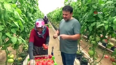 yurt disi -  Eynal domatesine coğrafi işaret başvurusu Videosu