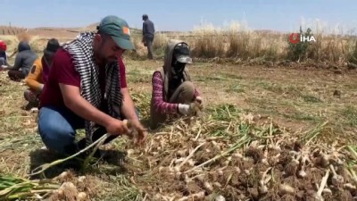 asad -  Şanlıurfa’da sarımsak hasadı başladı Videosu