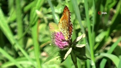 iran -  Van ve Çatak ilçesindeki vadiler rengarenk kelebeklere ev sahipliği yapıyor Videosu