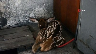 geyik yavrusu -  - Yaylada bitkin halde buldukları geyik yavrusunu biberonla beslediler Videosu