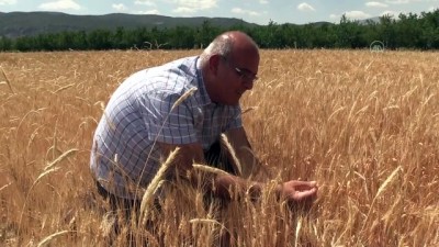 katki maddesi - ANTALYA - Bankacılığı bıraktı atalık buğday tohumlarının ekimini yapıyor Videosu