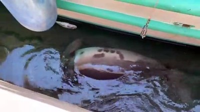 sempatik - ANTALYA - Kaş ilçesinde Akdeniz foku görüntülendi Videosu