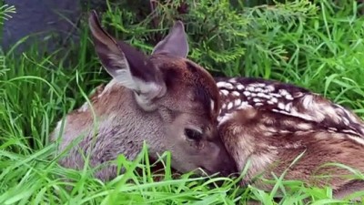 geyik yavrusu - BOLU - Bitkin halde bulunan geyik yavrusu biberonla beslendi Videosu
