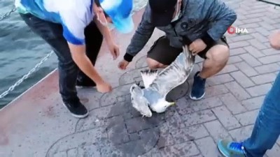 amator balikci -   Büyük av umuduyla çektiği oltasından martı çıktı Videosu