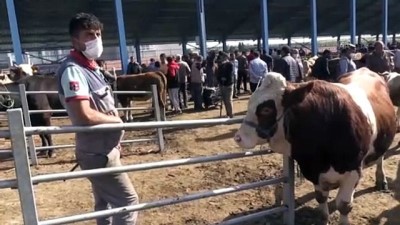 asi takvimi - KARS - TBMM Tarım, Orman ve Köyişleri Komisyonu Başkanı Kılıç: 'Kurbanlık ithalatına ihtiyacımız yok' Videosu