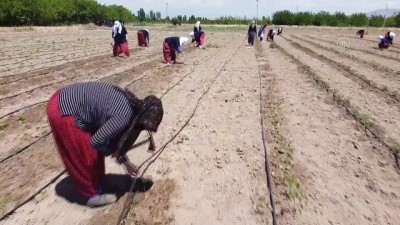 yerli tohum - MALATYA - Mehmetçiğin mutfağına kadınların eli değecek (2) Videosu