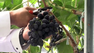 raks - MANİSA - Serada üretilen 'Spil karası' üzümünde sezonun ilk hasadı yapıldı Videosu