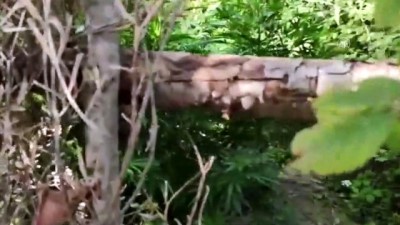 yazili aciklama - OSMANİYE - Evinin bahçesinde Hint keneviri yetiştirdiği iddia edilen zanlı tutuklandı Videosu