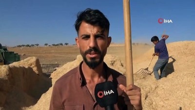 buyukbas hayvan -  Siirt’te çiftçilerin kışa hazırlığı şimdiden başladı Videosu