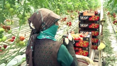 su tuketimi -  Topraksız tarım hem kadınlara iş kapısı oldu, hem de yılın 10 ayında üretim yapılmaya başlandı Videosu
