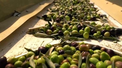 zeytinyagi - AYDIN - Tarım arazisine dönüştürülen kömür madeni sahasından 6 ülkeye zeytinyağı ihracatı Videosu