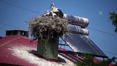 yumurta - MUŞ - Havaların ısınmasıyla leylekler yavrulamaya başladı Videosu