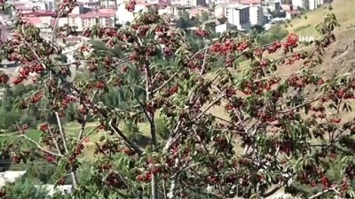 asad -  Muş’ta kiraz hasadı başladı Videosu