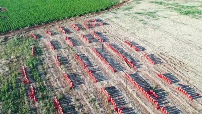 soya fasulyesi - Şanlıurfa'da alternatif ürün ekimi artıyor Videosu