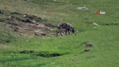 kamera -  Sarıkamış’ta kurt yola indi Videosu
