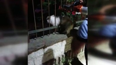 korkuluk -  Demir korkuluklara sıkışan köpek kurtarıldı Videosu