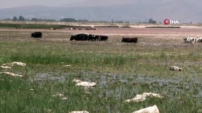  Işıklı Gölü'nde sular çekildi, inekler merada değil gölde otladı