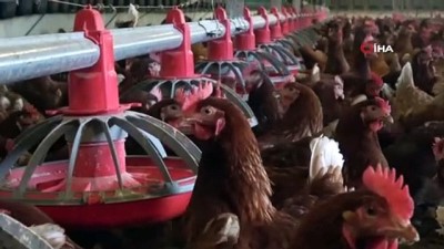 halk egitim -  Organik yumurta üretimi yapan çift, ihracata başladı Videosu
