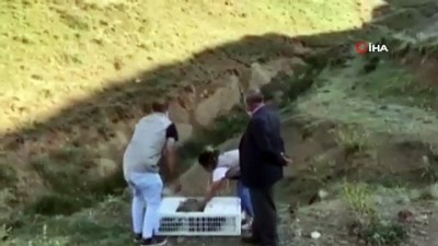 kinali -  Van’da 625 keklik doğaya bırakıldı Videosu