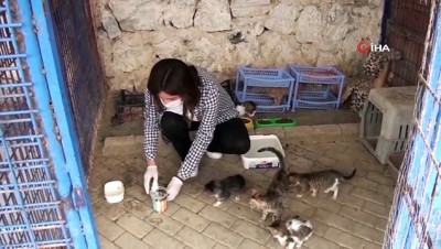sokak hayvanlari -  903 can dostu  Haybulans ile sağlığına kavuşturuldu Videosu