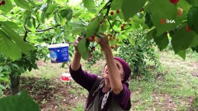 kiraz uretimi -  Amasya’da kiraz hasadı başladı Videosu