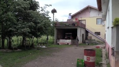 toprak ailesi - BARTIN - 6 yıldır aynı yere yuva yapan leylekler köyün maskotu oldu Videosu