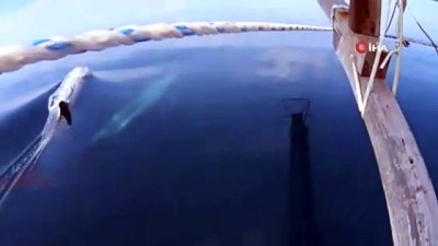 yunuslar -  Boz yunus balıkları Gökçeada açıklarında görüldü Videosu