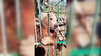 rehabilitasyon merkezi - DÜZCE - Yaban hayatı uzmanı bakımını üstlendiği yavru ayılarla bağını koparmıyor Videosu