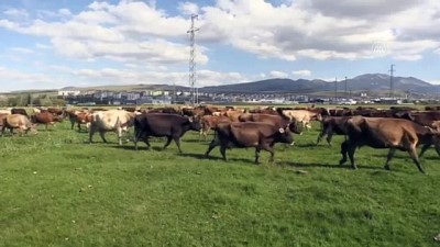 sut uretimi - ERZURUM - Devlet, özel sektör ve üretici el ele vererek süte değer kattı Videosu