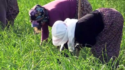 selenyum - KASTAMONU - Taşköprülü sarımsak üreticileri ürünlerine 'temmuz' vurgusu ile sahip çıkıyor Videosu