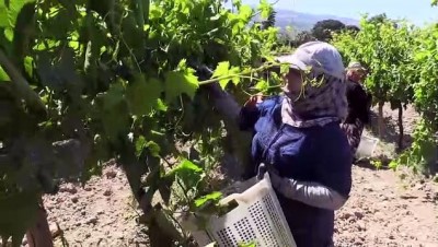 yaprak sarma - MANİSA - Asma yaprağından ülke ekonomisine 1 milyon dolarlık katkı Videosu