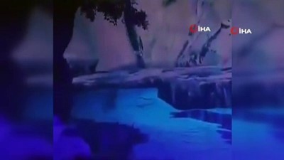 tron -  - Çin’de gerçek kurtlar ile tiyatro gösterisi Videosu