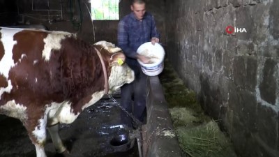 bulduk -  Bir tonluk ‘Şampiyon’ bayram için görücüye çıktı Videosu