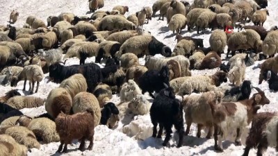  Sıcaktan bunalan koyunların 3 bin rakımda kar keyfi