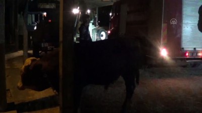 gurultu - AFYONKARAHİSAR - Sağanak sonrası çatısı çöken besihanedeki bir inek telef oldu Videosu