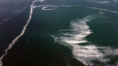 su urunleri - ÇANAKKALE - Çanakkale Boğazı'nda müsilaj yoğunluğu sürüyor Videosu