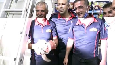market - KİLİS - Bir marketin duvarında sıkışan kediyi itfaiye kurtardı Videosu