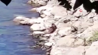altin -  Nesli tükenme tehlikesi altındaki su samuru Fırat Nehri'nde görüntülendi Videosu
