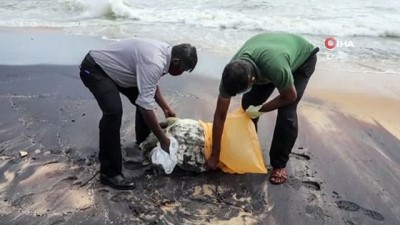 petrol sizintisi -  - Sri Lanka'da gemi yangınının etkileri sürüyor: Ölü kaplumbağalar kıyıya vurdu Videosu