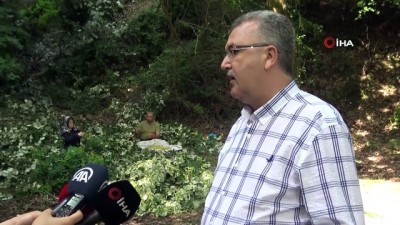 soguk alginligi -  Toptan kilosu 250 TL'den alıcı buluyor... Türkiye’nin en büyük ıhlamur ormanlarında hasat başladı Videosu