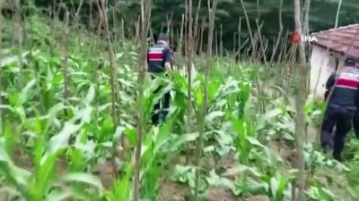 kurusiki tabanca -  Yalova'da ev ve bahçede yetiştirilen 2 bin 767 kök kenevir ele geçirildi Videosu