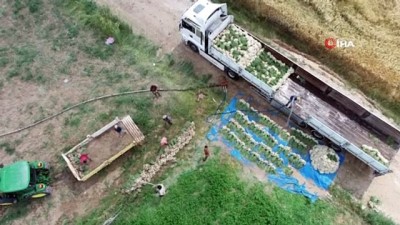 sonbahar -  Aksaray’da sular çekildi, üreticiler az su isteyen ürünlere yöneldi Videosu
